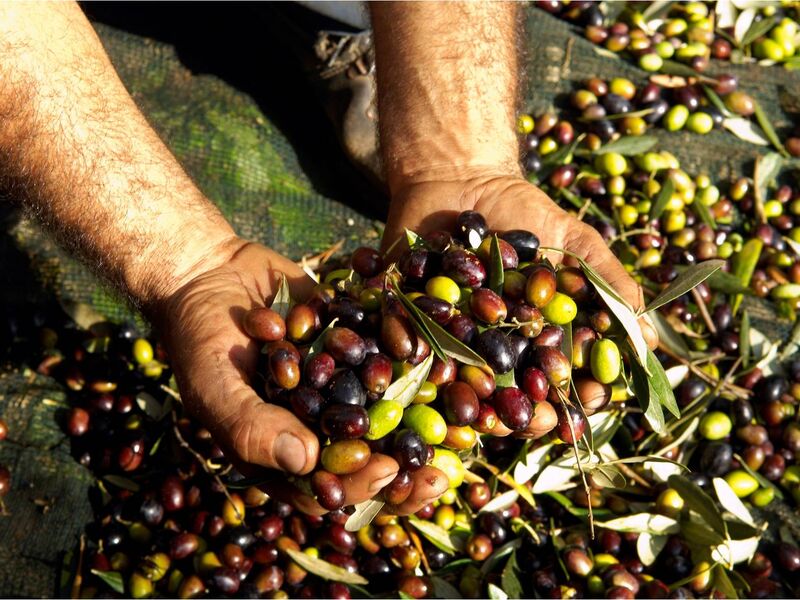 İZNİK ZEYTİN HASADI VE BURSA TURU